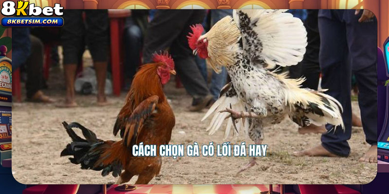 Cách chọn gà có lối đá hay