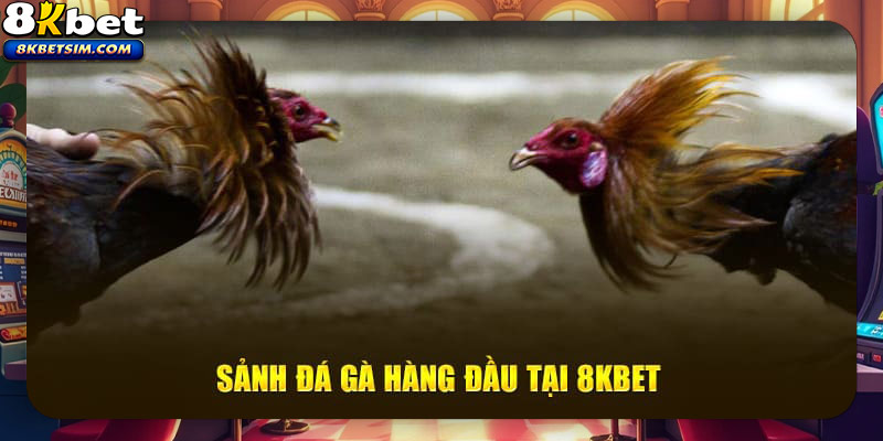 Những sảnh chơi hàng đầu đang top mặt tại đá gà 8kbet