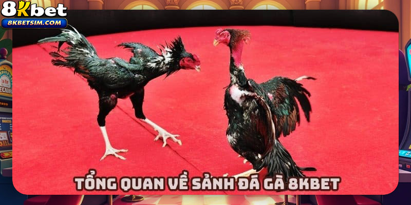 Giới thiệu tổng quan về sân chơi đá gà hàng đầu thị trường Việt Nam