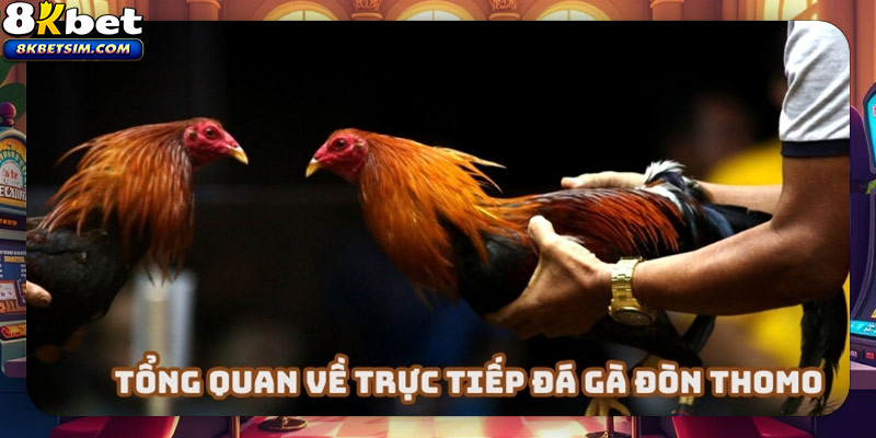 Trực tiếp đá gà đòn Thomo là sân chơi có chất lượng cao