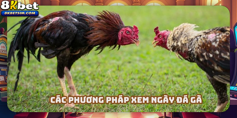 Những kỹ năng trong cách xem ngày đá gà chuẩn xác