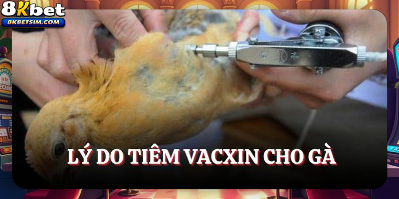 Lý do tiêm vacxin cho gà