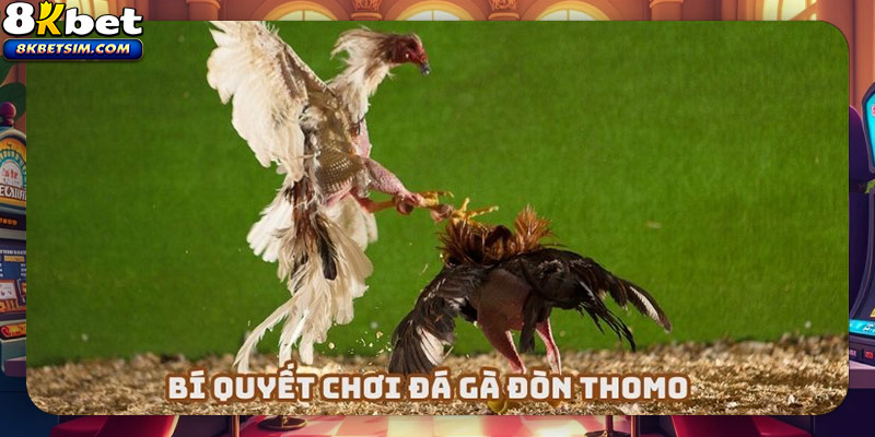 Vận dụng khôn khéo bí quyết đá gà đòn Thomo