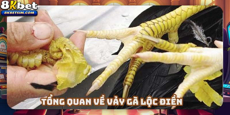 Vảy gà lộc điền là tướng đẹp được sư kê săn đón