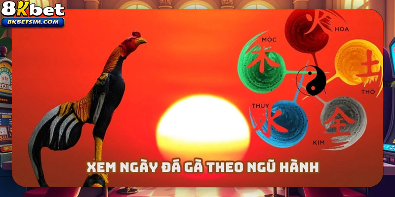 Xem ngày chọi gà theo ngũ hành là cách thức độc đáo